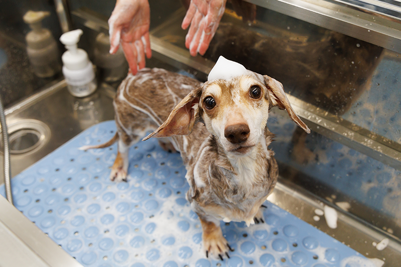 ウルトラファインバブルを用いた薬浴