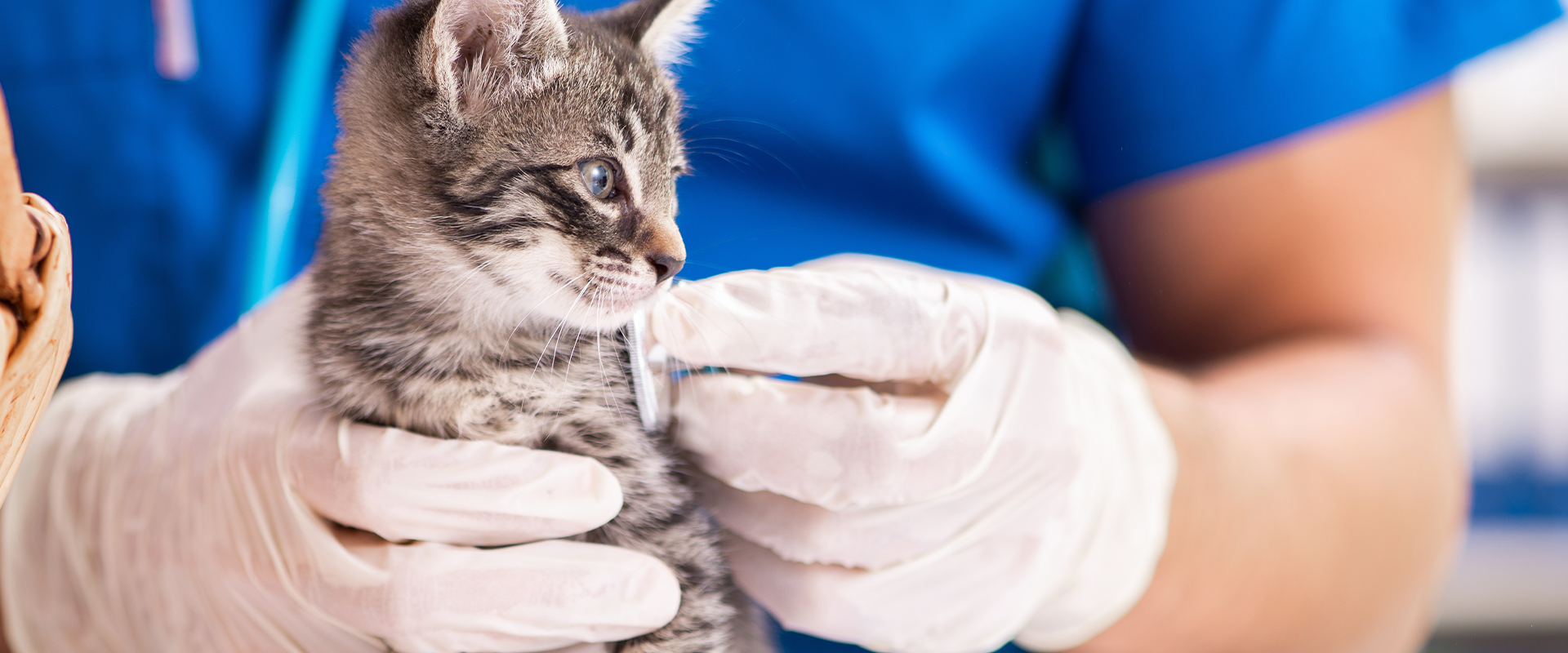 ヒーロー動物病院