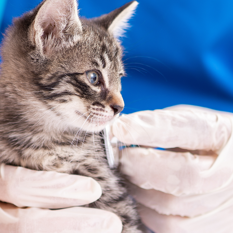 ヒーロー動物病院